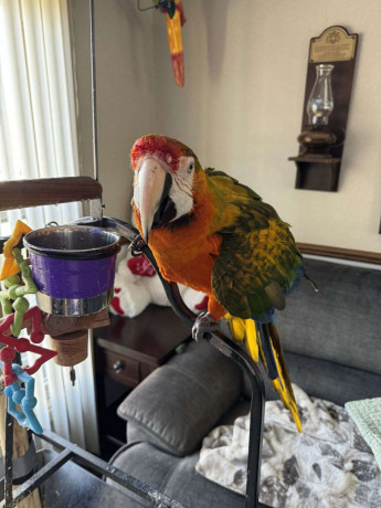 catalina-macaw-for-sale-big-0