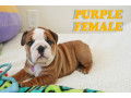 english-bulldog-puppies-for-adoption-small-1