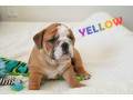 english-bulldog-puppies-for-adoption-small-0