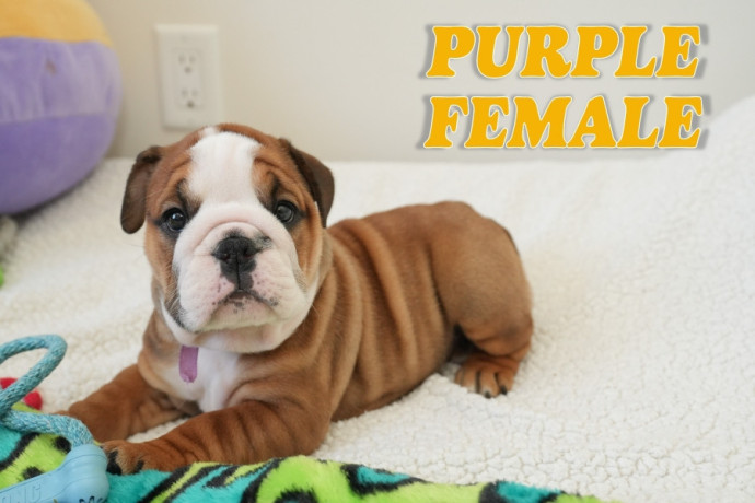 english-bulldog-puppies-for-adoption-big-1