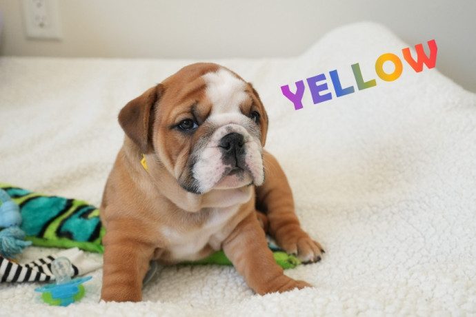 english-bulldog-puppies-for-adoption-big-0