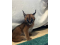 caracal-kittens-available-whatsapp-27842597191-small-1