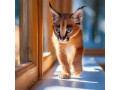 caracal-kittens-available-whatsapp-27842597191-small-0