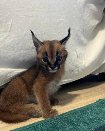 caracal-kittens-available-whatsapp-27842597191-big-1