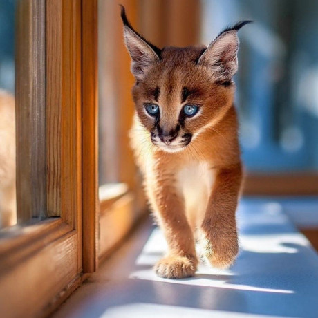 caracal-kittens-available-whatsapp-27842597191-big-0