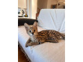 african-serval-kittens-available-whatsapp-27842597191-small-1