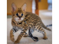 african-serval-kittens-available-whatsapp-27842597191-small-0