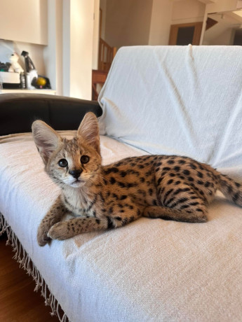 african-serval-kittens-available-whatsapp-27842597191-big-1