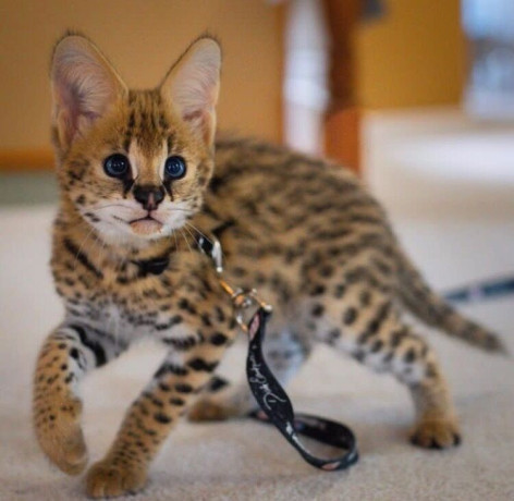 african-serval-kittens-available-whatsapp-27842597191-big-0