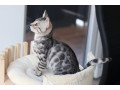 snowsilvercharcoalbrown-bengal-kittens-available-small-2