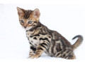 snowsilvercharcoalbrown-bengal-kittens-available-small-3