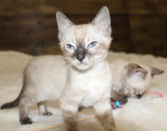 snowsilvercharcoalbrown-bengal-kittens-available-big-0