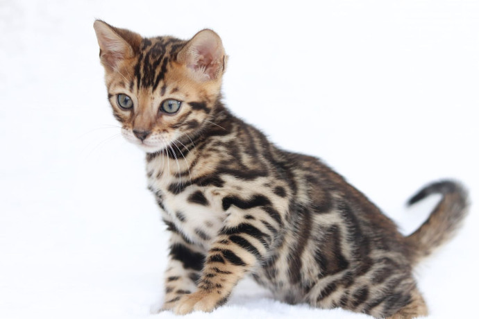 snowsilvercharcoalbrown-bengal-kittens-available-big-3