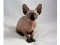 sphynx-kittens-available-small-1