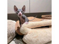 sphynx-kittens-available-small-0