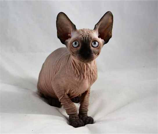 sphynx-kittens-available-big-1