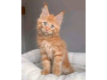 maine-coon-kittens-available-small-0