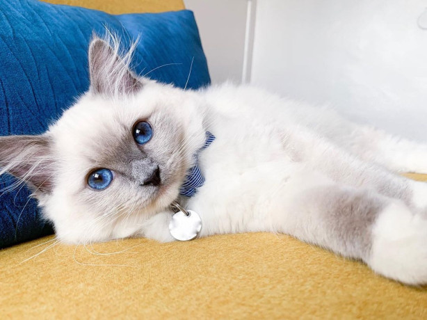 adorable-ragdoll-kittens-male-and-female-big-0