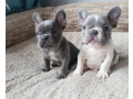 male-and-female-trained-french-bulldog-puppies-small-0