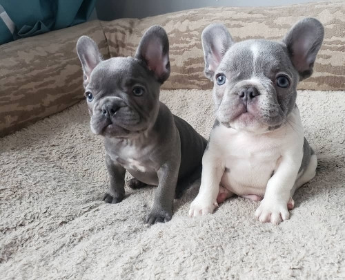 male-and-female-trained-french-bulldog-puppies-big-0