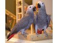 a-pair-of-talking-african-grey-parrots-small-0