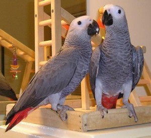 a-pair-of-talking-african-grey-parrots-big-0