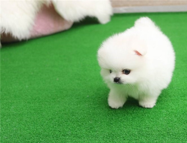 beautiful-mini-t-cup-pomeranian-puppies-for-sale-big-0