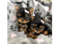loving-tea-cup-yorkie-puppies-small-0