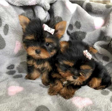 loving-tea-cup-yorkie-puppies-big-0