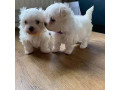 two-teacup-maltese-puppies-needs-a-new-family-small-0