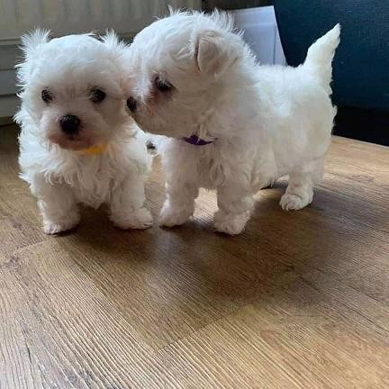 two-teacup-maltese-puppies-needs-a-new-family-big-0