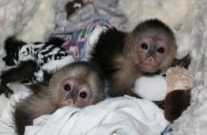 baby-capuchin-monkeys-for-sale-big-2