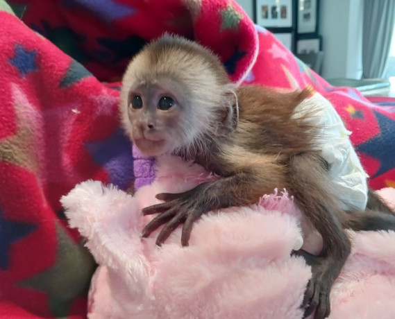 baby-capuchin-monkeys-for-sale-big-0