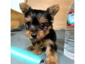 loving-yorkie-puppies-small-0