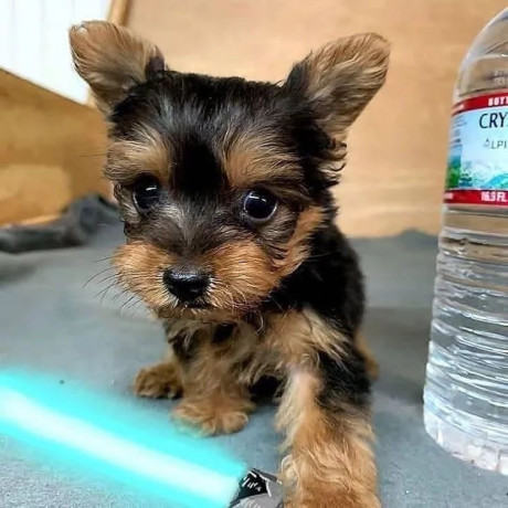 loving-yorkie-puppies-big-0