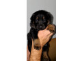 golden-retriever-and-german-shepherd-puppies-they-are-ready-for-home-small-4