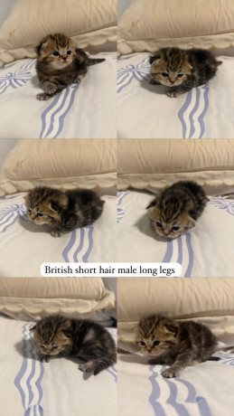 bsh-munchkin-shorts-legs-and-bsh-kittens-big-1