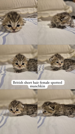 bsh-munchkin-shorts-legs-and-bsh-kittens-big-0