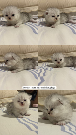 bsh-munchkin-shorts-legs-and-bsh-kittens-big-4