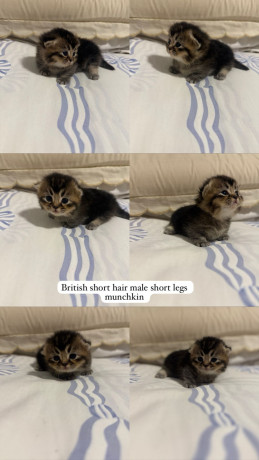 bsh-munchkin-shorts-legs-and-bsh-kittens-big-2