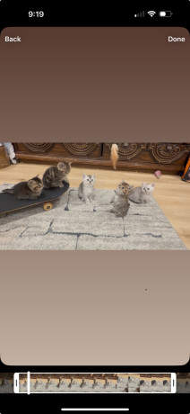 bsh-munchkin-shorts-legs-and-bsh-kittens-big-3