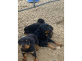 beautiful-rottweiler-puppies-up-for-adoption-small-1