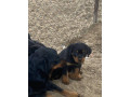 beautiful-rottweiler-puppies-up-for-adoption-small-2