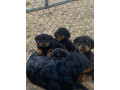 beautiful-rottweiler-puppies-up-for-adoption-small-0