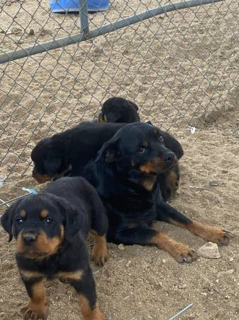 beautiful-rottweiler-puppies-up-for-adoption-big-1