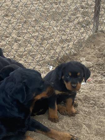 beautiful-rottweiler-puppies-up-for-adoption-big-2