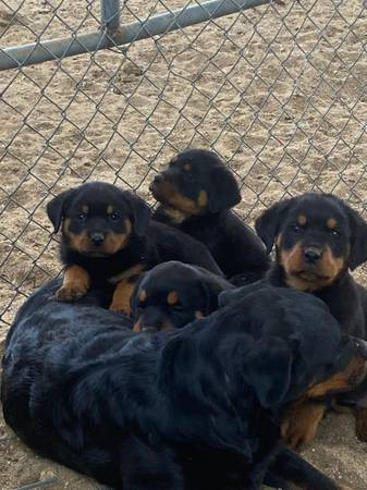 beautiful-rottweiler-puppies-up-for-adoption-big-0